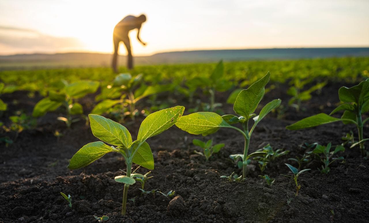Farmer tending crop seedlings in a field at sunset — Honest Exports farm produce sourcing
