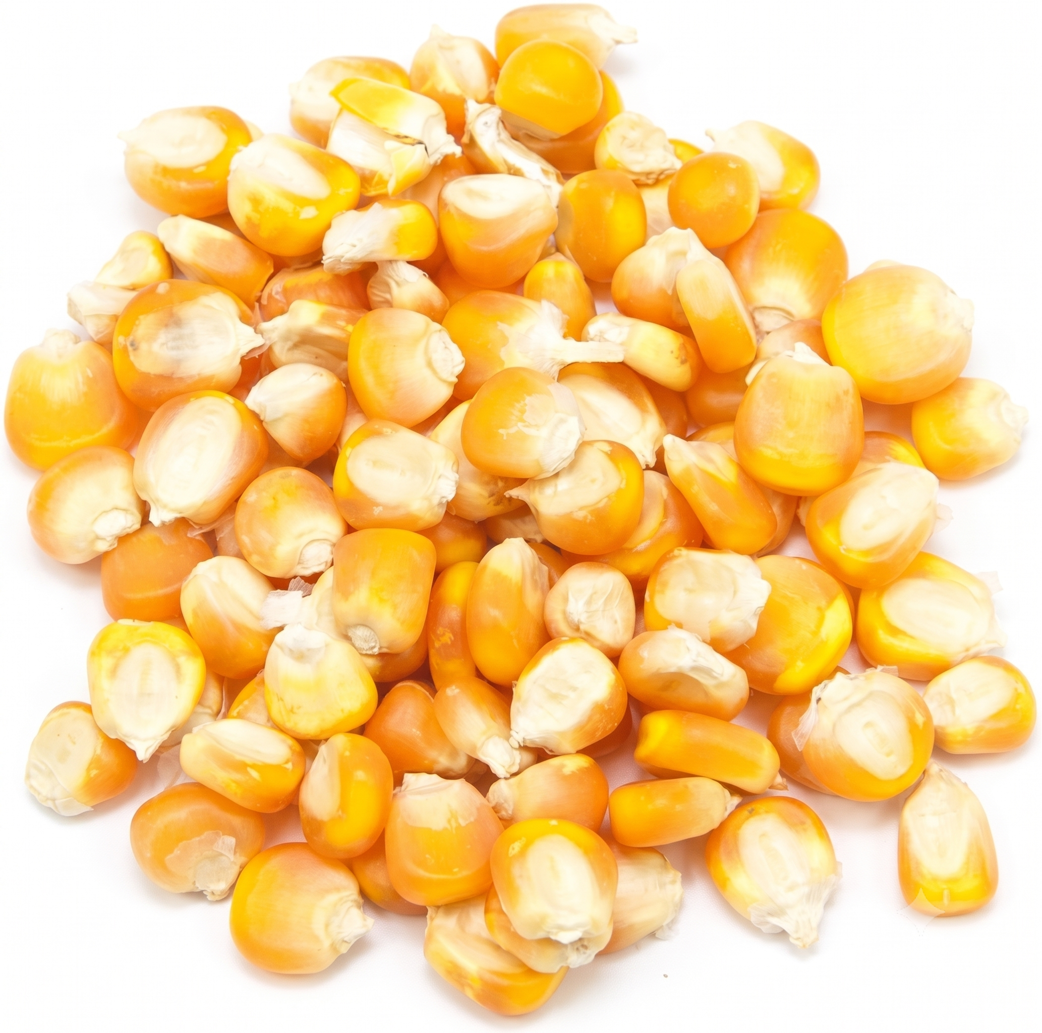 Maize (Corn) Seeds