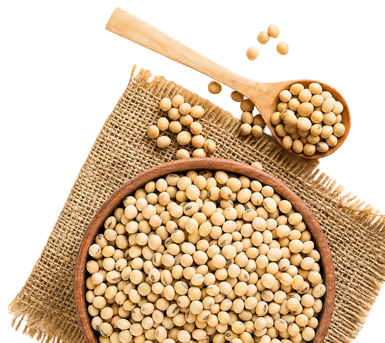 Soybean
