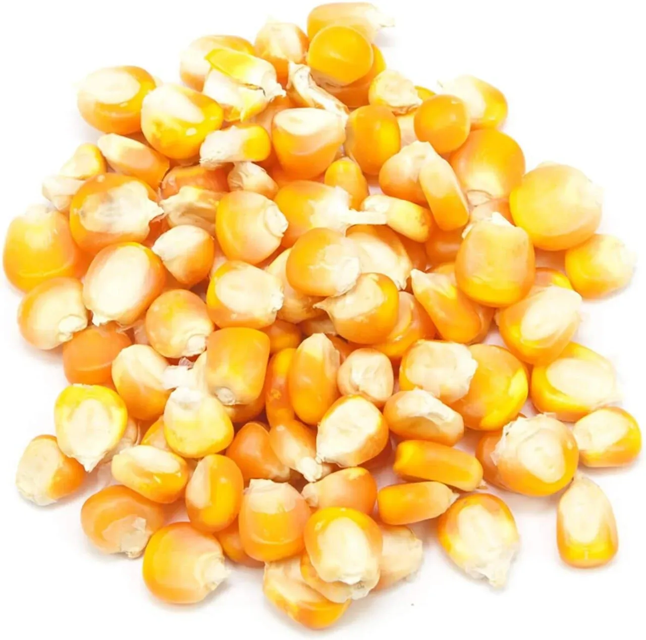 Maize (Corn) Seeds